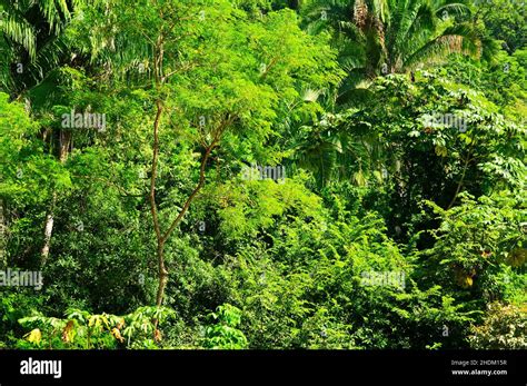 Jungle Tropical Rainforest Tropicals Rainforests Stock Photo Alamy