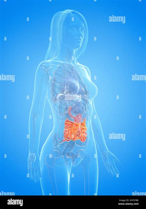 Human Small Intestine Illustration Stock Photo Alamy