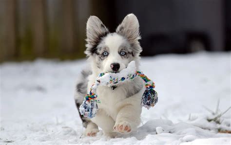 These puppies have had nothing but the best since birth and are really well grown chunky monkeys. Cardigan Welsh Corgi Price: (Price, Care, Facts, Information)