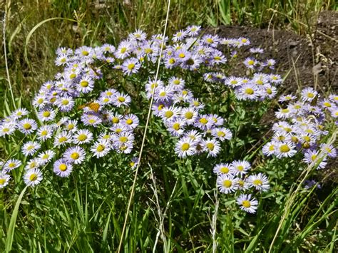 Hiking In Poudre Canyon A Wild River Wildlife And Wildfires Just