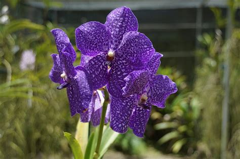 Blue Vanda Orchid 1 Photograph By Fred Kraxberger