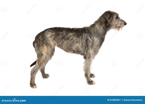 Two Years Old Irish Wolfhound Dog Stock Image Image Of Standing