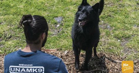 Sus llamadas resonarían en toda la montaña. La UNAM participará, por primera vez, en el Campeonato Mundial de Perros de Rescate - Proceso