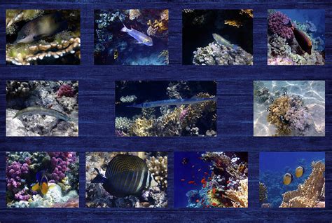 Red Sea Sealife Collage 2 Photograph By Johanna Hurmerinta
