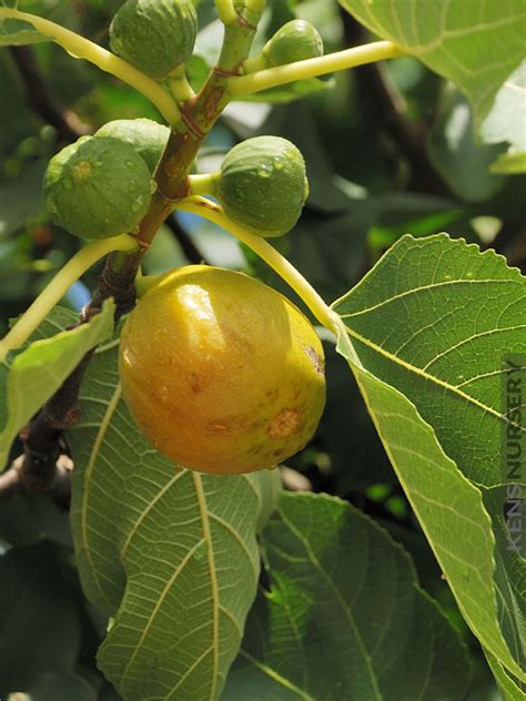 Very Popular Sweet Yellow Long Neck Fig Tree Kens Nursery