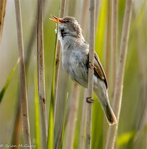 Reed Warbler 1 Of 1 Brian Mcgarry Flickr
