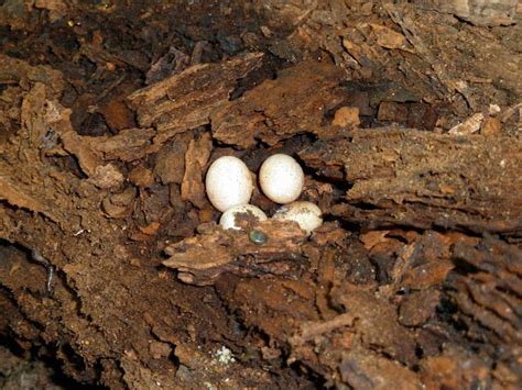 Five Lined Skink Eggs Project Noah