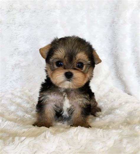 52 Best Photos Mini Teacup Puppy For Sale Uk Morkie Puppies And