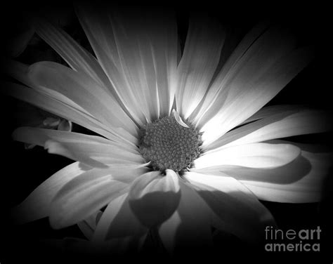 Night Flower Daisy Photograph By Miriam Danar