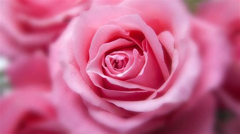 1366x768 Pink Rose Hd 1366x768 Resolution Hd 4k Wallpapers Images
