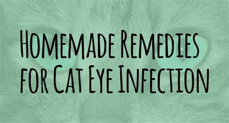 Homemade Remedies For Cat Eye Infection Cat Eye Infection Eye