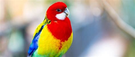 Parakeet Bird Facts A Z Animals