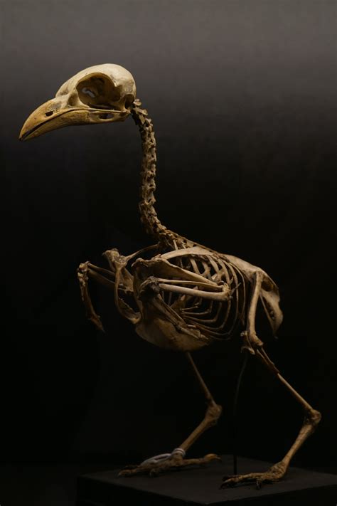 Ostrich Skeleton · Free Stock Photo