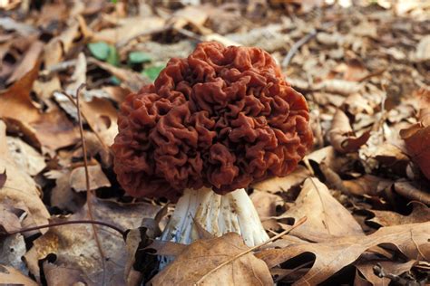 Gyromitra Mushroom Toxicity Article