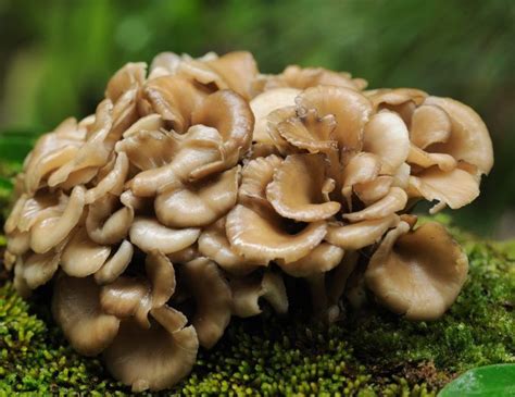 10 Delicious Types Of Edible Mushrooms Wrytin
