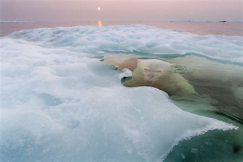 Polar Bear Hudson Bay Canada Paul Souders Worldfoto