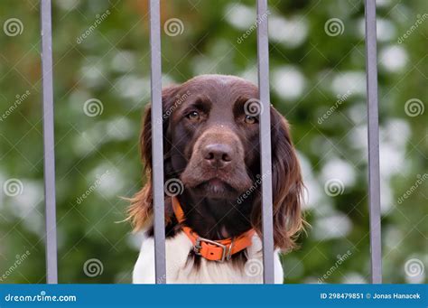 Portrait Of Very Sad Dog Behind The Fence Sadness Animal Expression