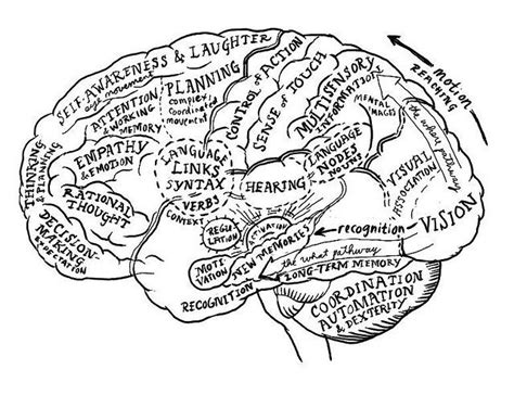 Brain Map Corrected Brain Mapping Ap Psychology Psychology