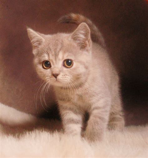 Maybe you would like to learn more about one of these? British Shorthair Lilac Tortie ***NEW*** | Bradford, West ...
