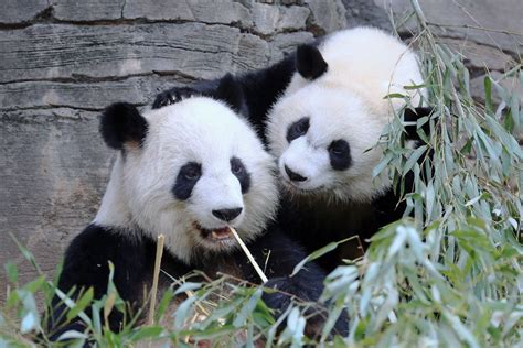 Mei Lun And Lun Lun 113014 Flickr Photo Sharing Cute Panda Wild
