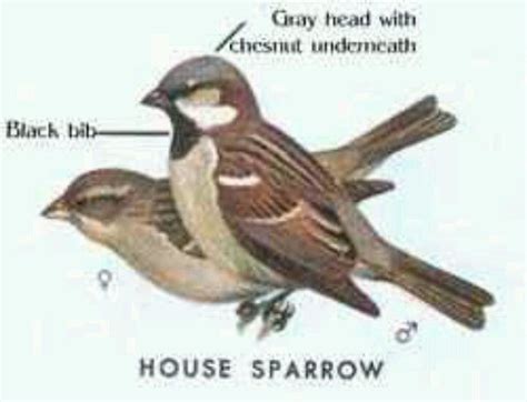 Male And Female Sparrow House Sparrow Female House Sparrow Sparrow