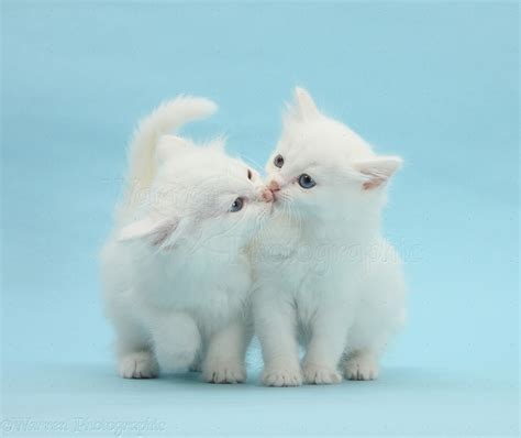 Two White Kittens Kissing On Blue Background Photo Wp27160
