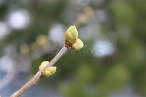 Green Tree Buds In Spring Stock Photo Image Of Buds 180423352