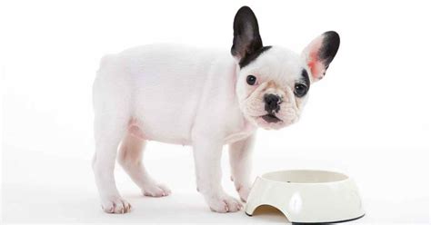 The cheapest offer starts at £8. Best Food For French Bulldog Puppy Dogs - Top Tips And ...