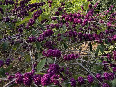 Use Native Beautyberry For Fall Landscape Color Mississippi State University Extension Service