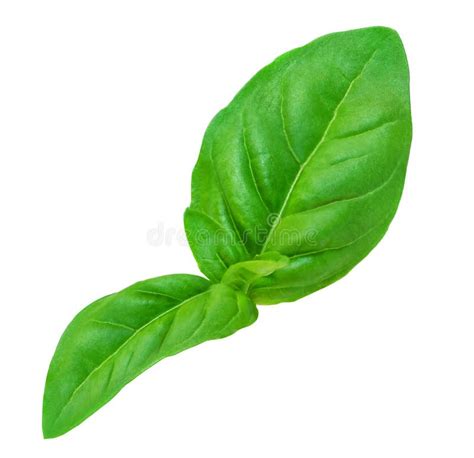 Basil Leaf Isolated Fresh Green Basil Herb On White Background Close