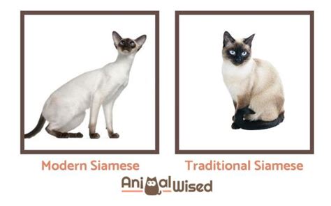 Modern Vs Traditional Siamese Cat