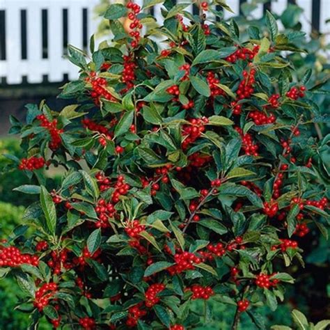 Winter Red Winterberry Holly For Sale Garden Goods Direct