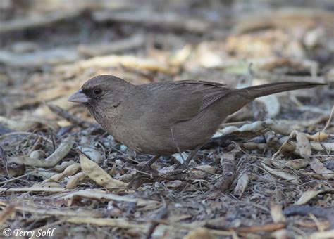Aberts Towhee Species Information And Photos