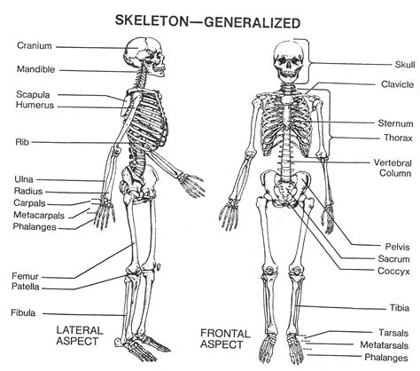 Skeletal System - Anatomy & Physiology Final Project
