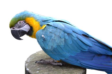 Blue And Yellow Macaw Png Free Download Png All