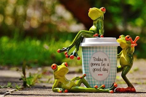 Free Images Coffee Sweet Flower Cute Cup Green Frog Amphibian Yellow Smile Laugh