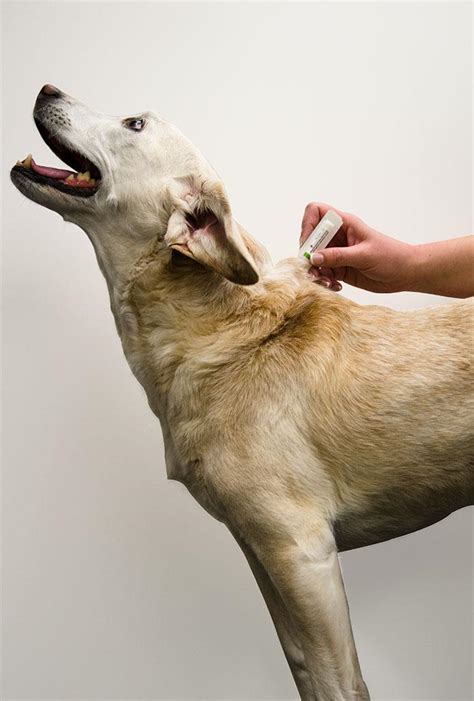 Ehrlichiosis Canine Dog Bitten By Tick