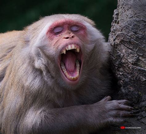 Monkey By Duongquocdinh On Deviantart Monkey Animals Wild Animals