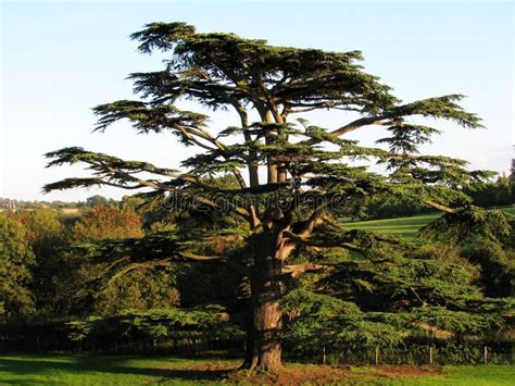 Cederboom Van Libanon Een Seculaire Boom Symbool Van La Morra Stock