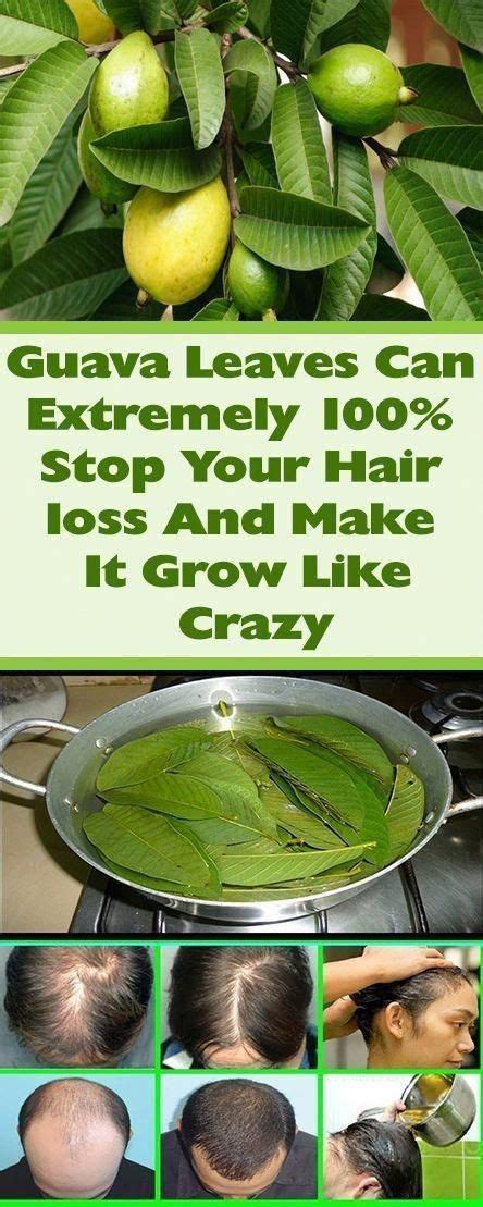 Genetic hair loss can't be cured, but there are things you can do to slow the thinning. Guava Leaves Can Extremely 100% Stop Your Hair Loss And ...