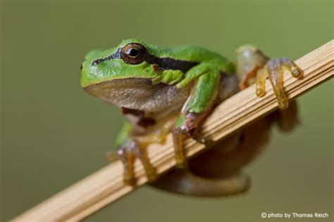 European Tree Frog Hyla Arborea Info Details Facts And Images