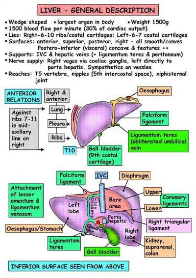 Savesave liver pathophysiology and schematic diagram for later. Doctors Gates: Diagram for Liver relations