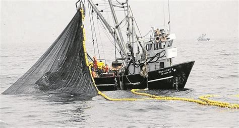 Pesca Industrial De Anchoveta En El Norte Se Iniciará El 10 De Abril