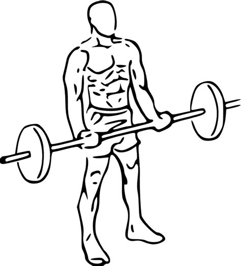 Biceps Curls With Barbell