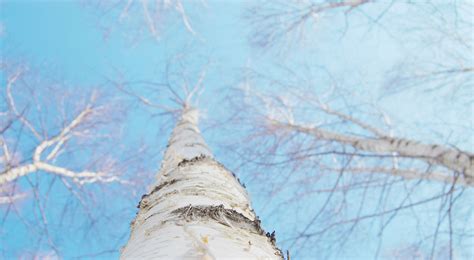 무료 이미지 자연 분기 눈 겨울 목재 화이트 햇빛 잎 서리 얼음 반사 자작 나무 푸른 시즌 작은