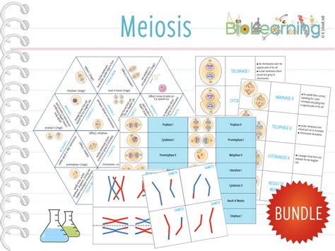 Meiosis 4x Games And Activities Ks4 By Anjacschmidt Teaching