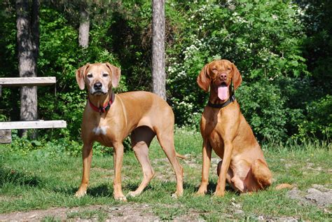 What Are Some Similar Dog Breeds To A Rhodesian Ridgeback
