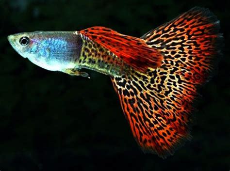 Guppy & endlers & hybrid variations. RED METAL LACE SNAKESKIN FILIGRANA - AMARELO E PRETO TRIO ...