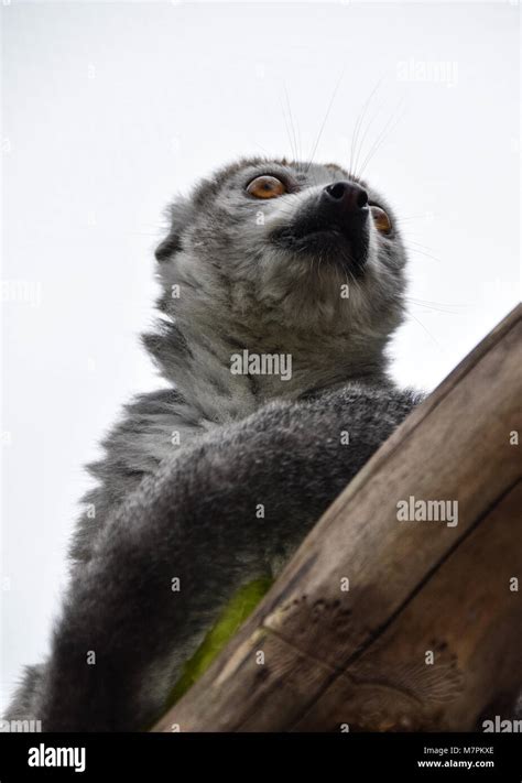 A Crowned Lemur Looking Intently Stock Photo Alamy