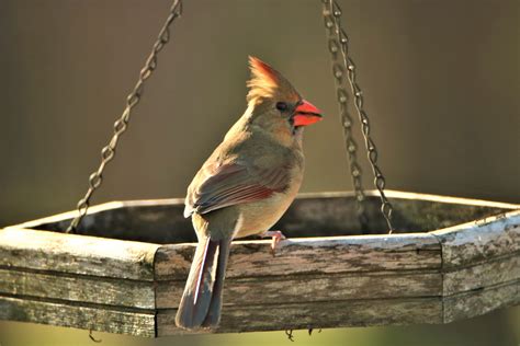 Female Cardinal On Bird Feeder Free Stock Photo Public Domain Pictures